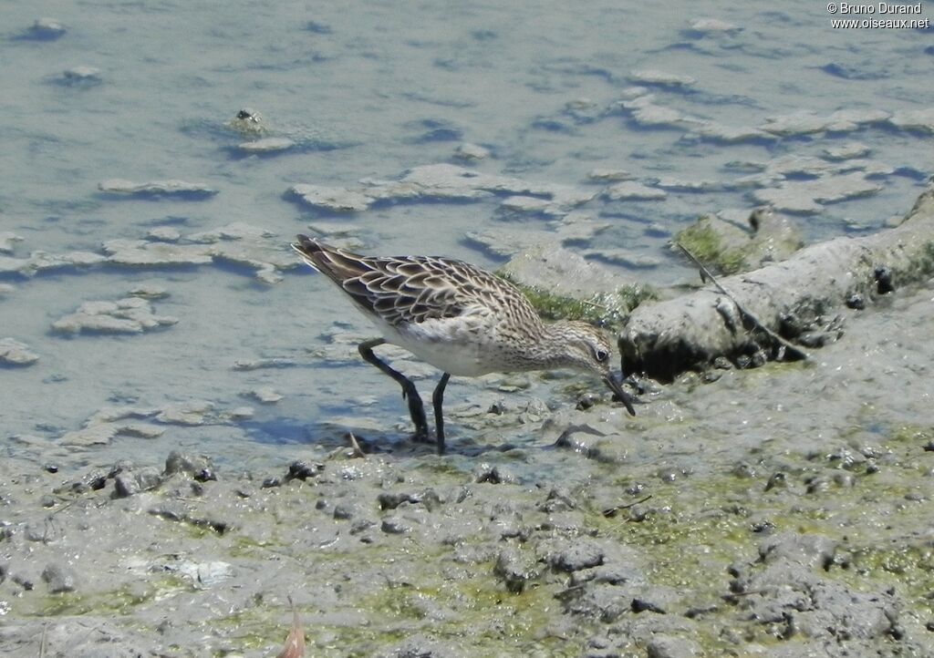 Sharp-tailed Sandpiper, identification, Behaviour