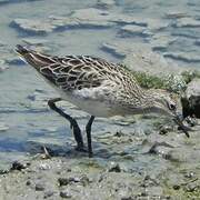 Sharp-tailed Sandpiper