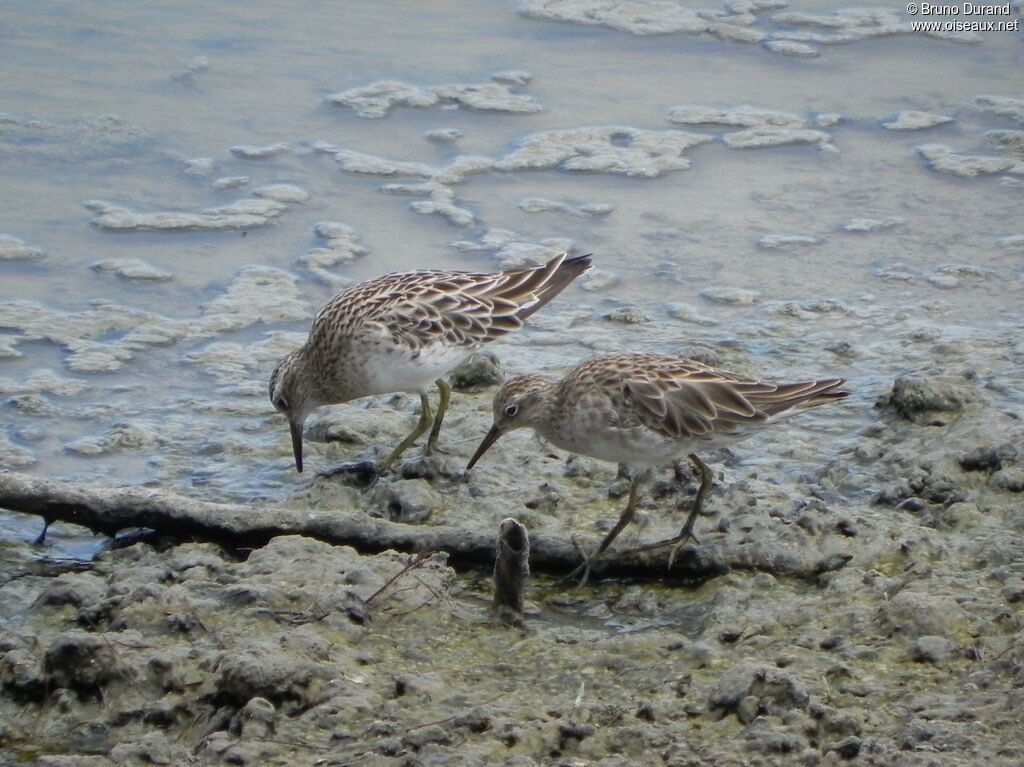 Sharp-tailed Sandpiper, identification, Behaviour