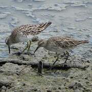 Sharp-tailed Sandpiper