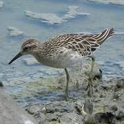 Sharp-tailed Sandpiper