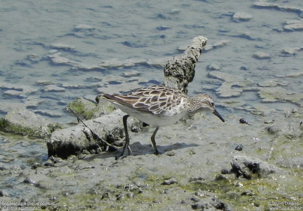 Sharp-tailed Sandpiperadult post breeding, identification