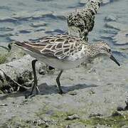 Sharp-tailed Sandpiper