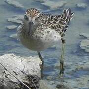 Sharp-tailed Sandpiper