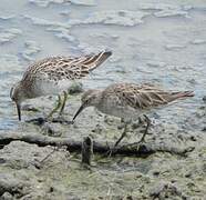 Sharp-tailed Sandpiper