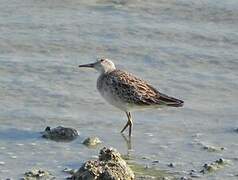 Sharp-tailed Sandpiper