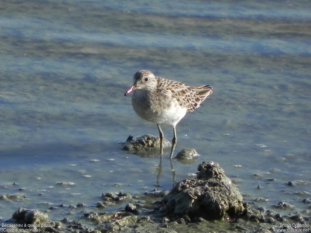 Sharp-tailed Sandpiper, identification