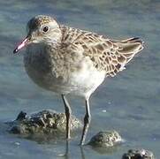 Sharp-tailed Sandpiper