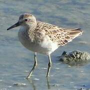 Sharp-tailed Sandpiper