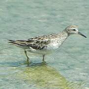 Sharp-tailed Sandpiper