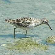 Sharp-tailed Sandpiper