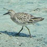 Sharp-tailed Sandpiper