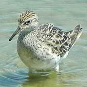 Sharp-tailed Sandpiper