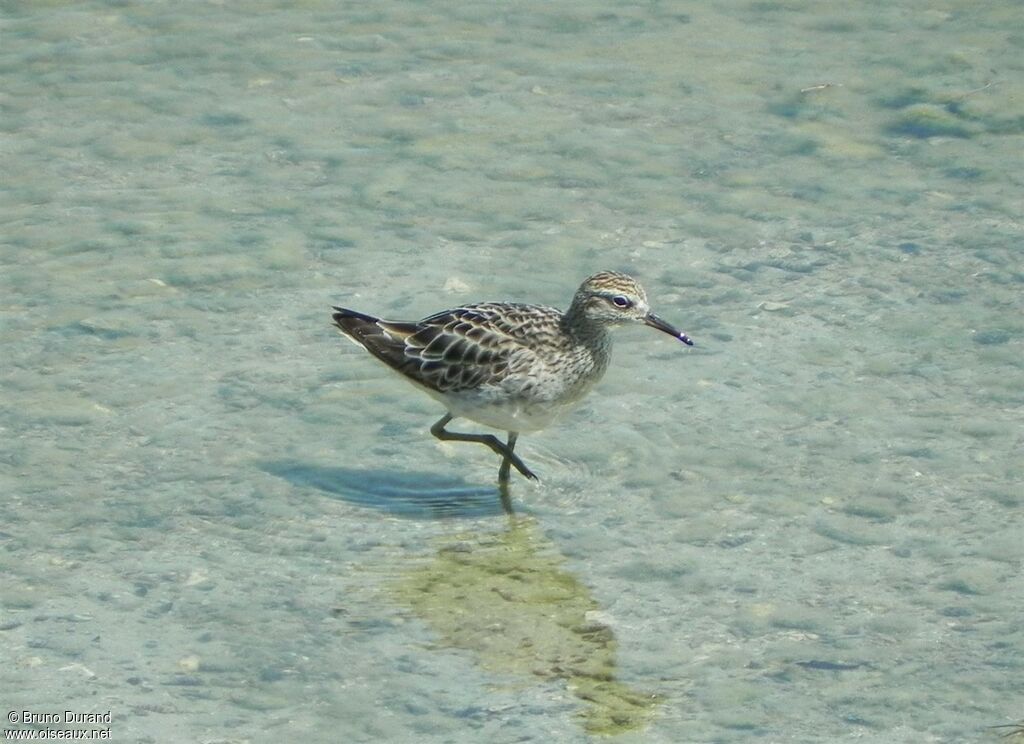 Sharp-tailed Sandpiper, identification