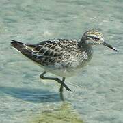 Sharp-tailed Sandpiper