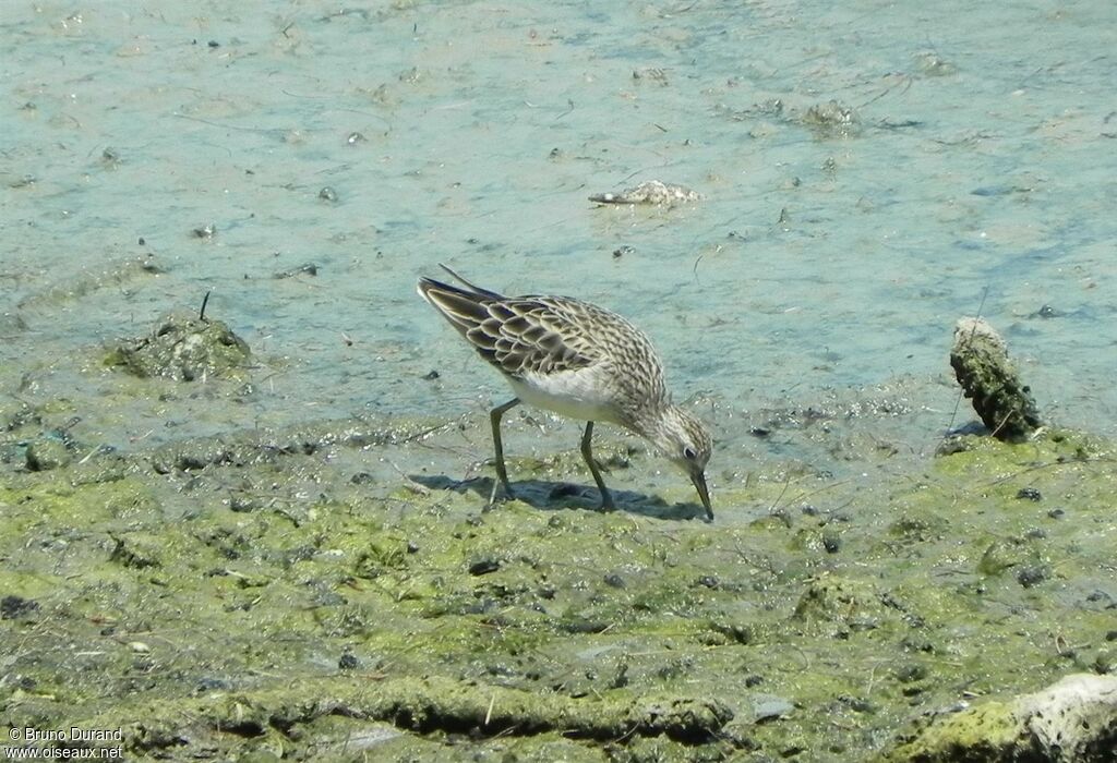 Sharp-tailed Sandpiper, Behaviour