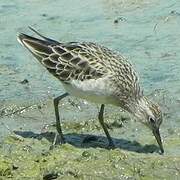 Sharp-tailed Sandpiper