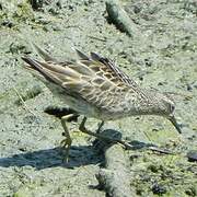 Sharp-tailed Sandpiper