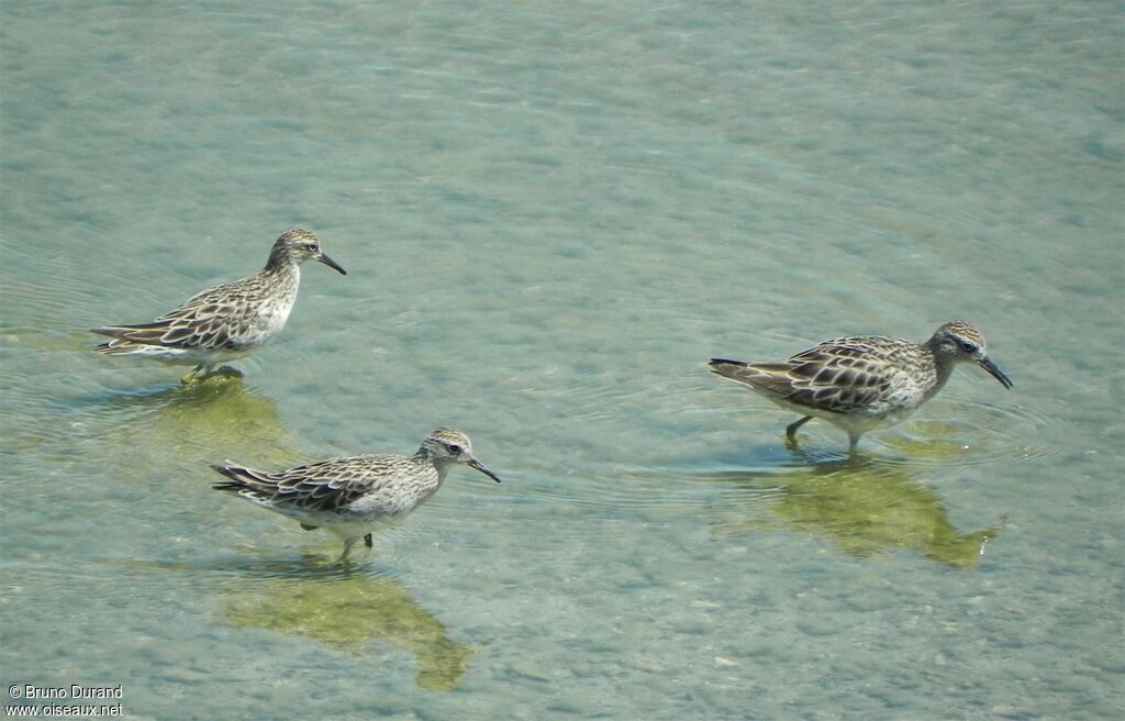 Sharp-tailed Sandpiper, Behaviour