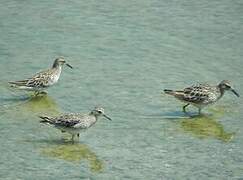 Sharp-tailed Sandpiper