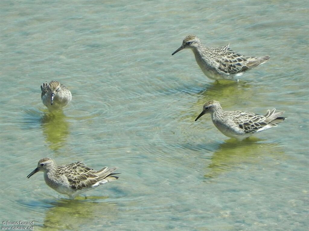 Sharp-tailed Sandpiper, Behaviour