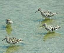 Sharp-tailed Sandpiper