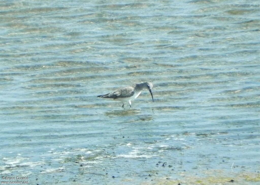 Bécasseau cocorliadulte, identification