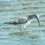 Curlew Sandpiper