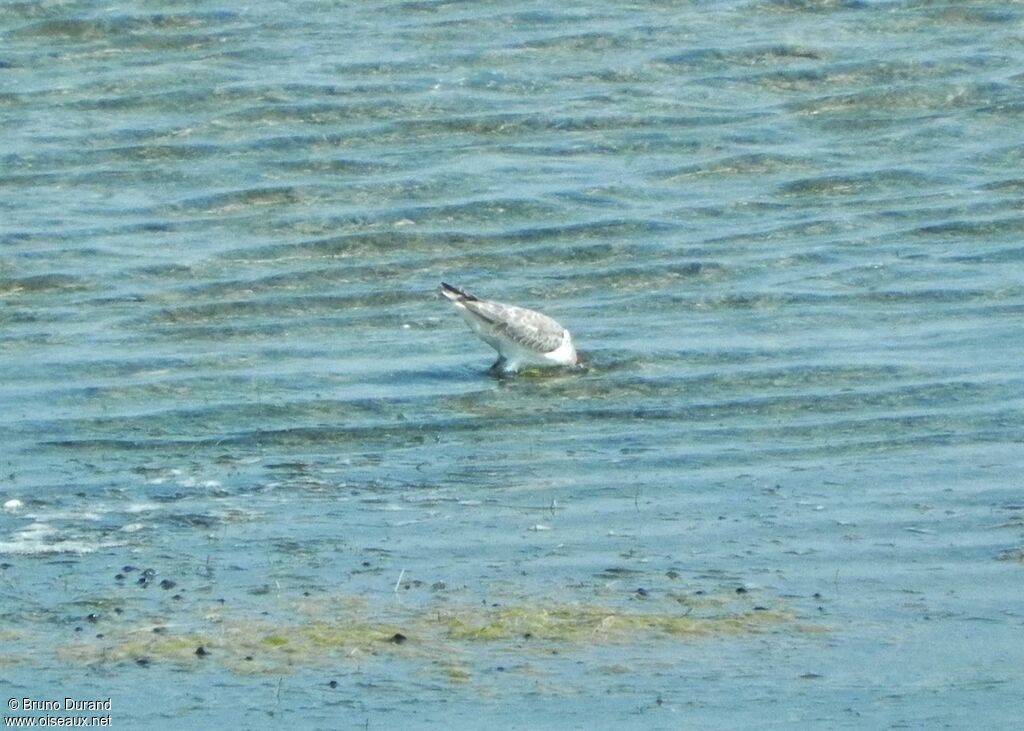 Curlew Sandpiper, Behaviour