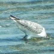 Curlew Sandpiper