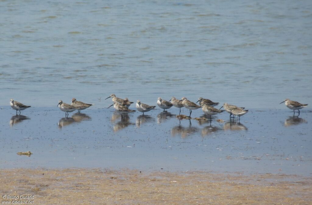 Curlew Sandpiper, identification, Behaviour