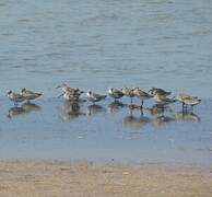 Curlew Sandpiper