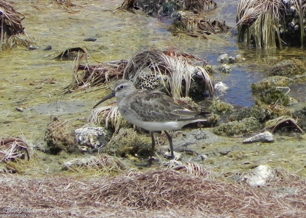 Curlew Sandpiperadult, identification