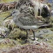 Curlew Sandpiper