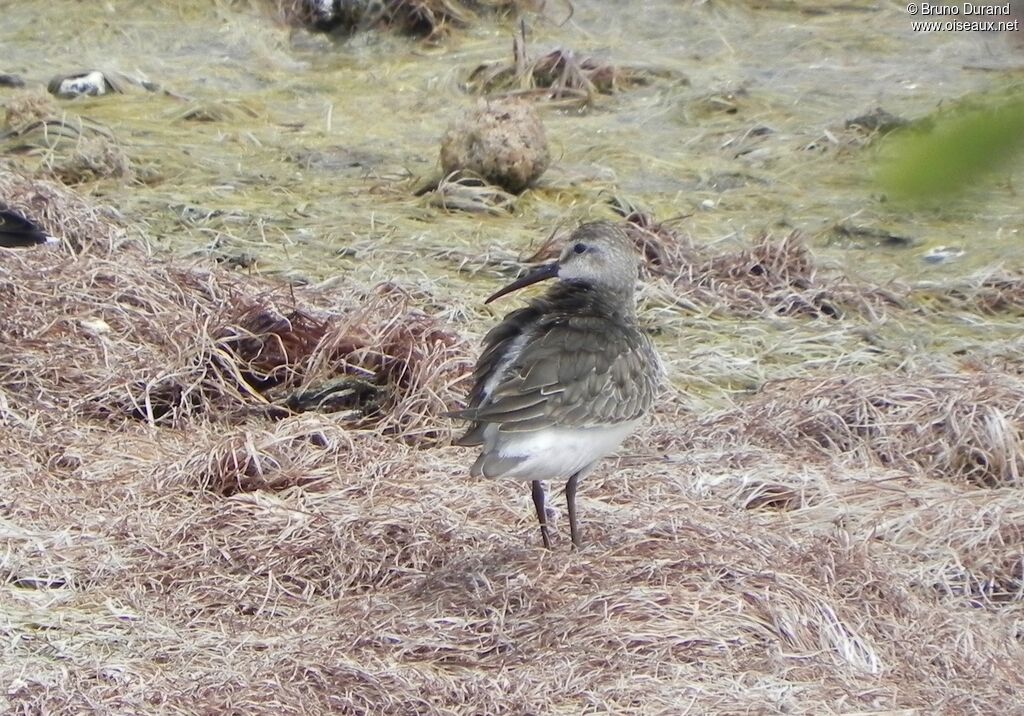 Curlew Sandpiperadult, identification, Behaviour