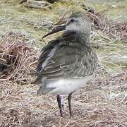 Curlew Sandpiper