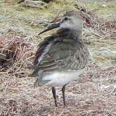 Bécasseau cocorli