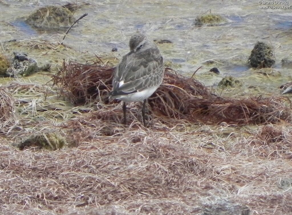 Bécasseau cocorliadulte, identification, Comportement