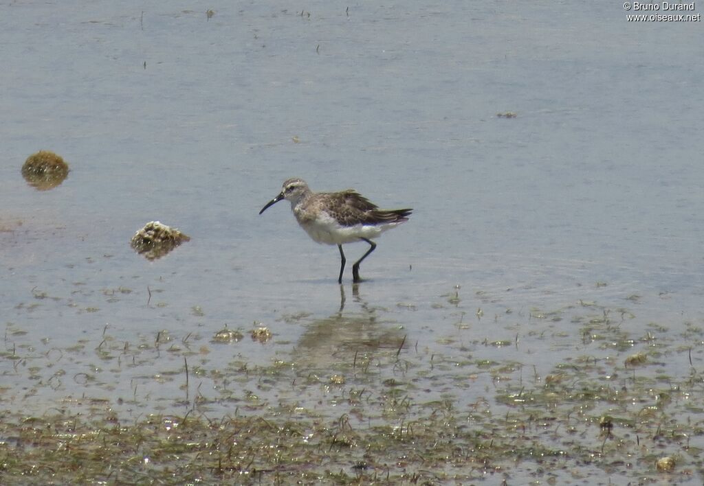 Bécasseau cocorli, identification, Comportement