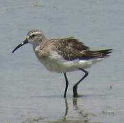 Curlew Sandpiper