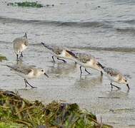 Sanderling