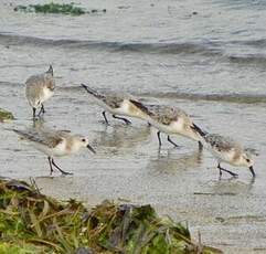 Bécasseau sanderling