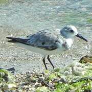 Bécasseau sanderling