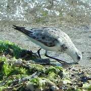 Bécasseau sanderling