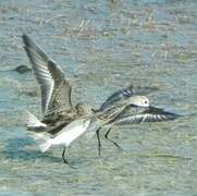 Sanderling