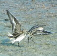 Bécasseau sanderling