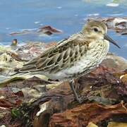 Dunlin