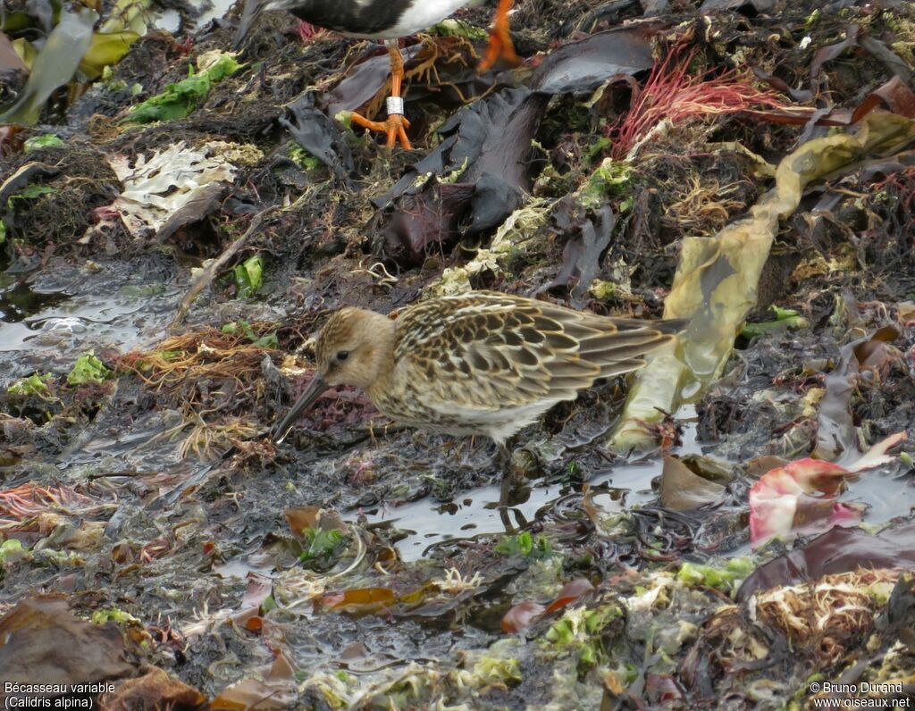 Bécasseau variable, identification