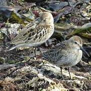 Dunlin