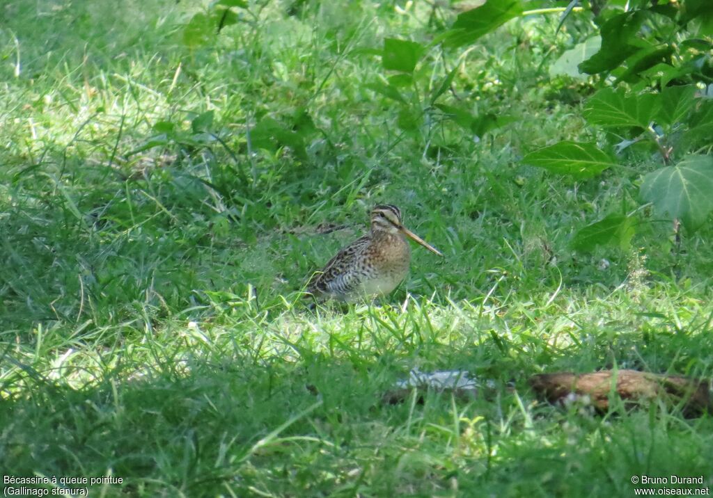 Pin-tailed Snipe, identification, Behaviour